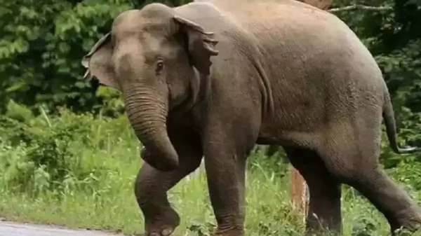 (रामानुजगंज) किशोरी को हाथियों ने कुचला, स्पॉट पर ही मौत