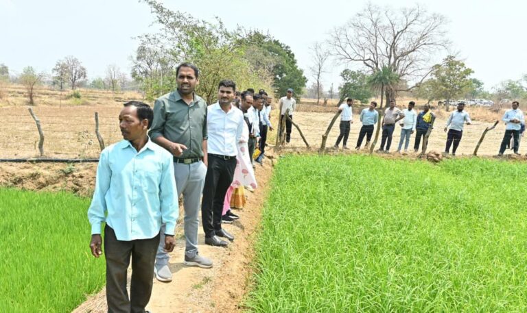 (धमतरी) कलेक्टर ने कलारबाहरा में हो रही रागी की खेती का किया निरीक्षण