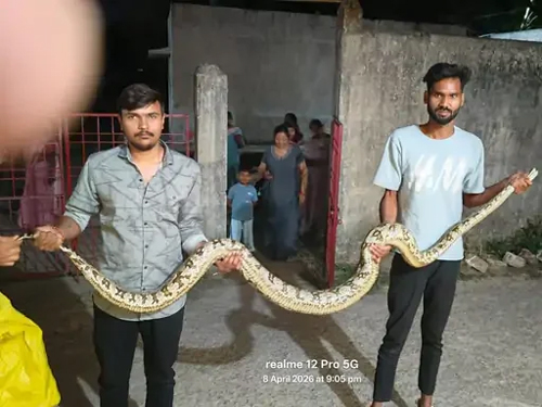 (कोरबा) गल्र्स आईटीआई कॉलेज में घुसा 10 फीट लंबा अजगर, रेस्क्यू टीम ने सुरक्षित पकड़ा