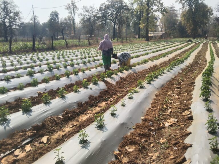 (कोंडागांव)आईएफसी के माध्यम से महिला किसानों को आजीविका संवर्धन का लाभ