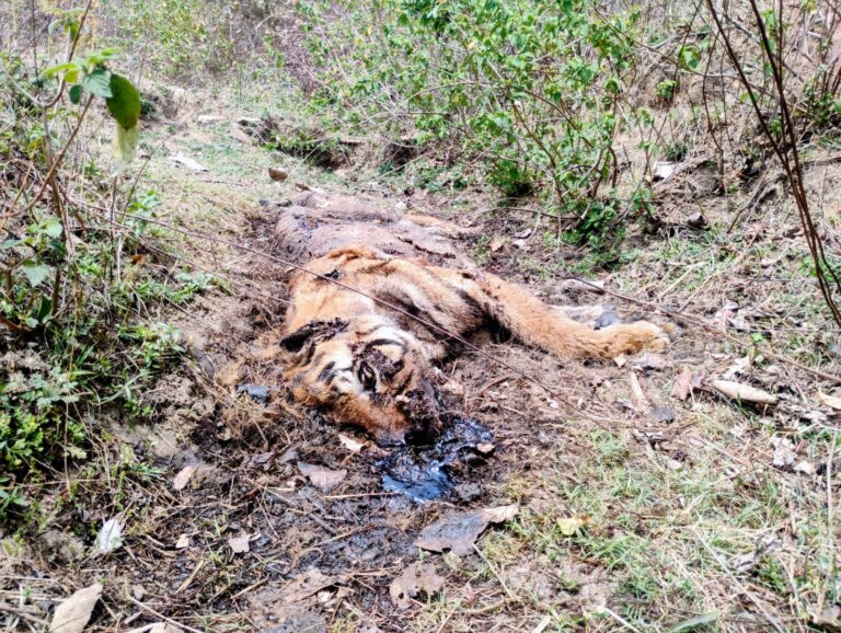 (उमरिया) झाडिय़ों में बाघ का क्षत-विक्षत मिला शव, मौके पर पहुँची वन विभाग की टीम, जांच में जुटी