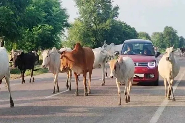 हिमाचल में निराश्रित गोवंश के लिए ‘गोपाल योजना’ के तहत 14.68 करोड़ रुपये जारी