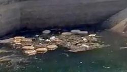 (गरियाबंद) नहर में बहता मिला गांजा, 17 पैकेट बरामद — तस्करी के नए तरीके की आशंका
