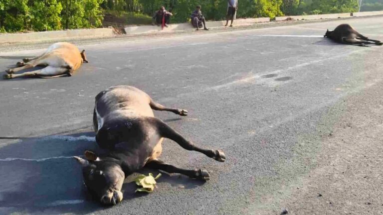 भारतमाला सड़क पर मौत का तांडव: तेज रफ्तार भारी वाहन ने 7 बैलों को कुचला, 5 ने मौके पर तोड़ा दम…