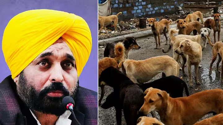 पंजाब सरकार का ऐलान- खतरनाक कुत्तों को दी जाएगी इच्छामृत्यु, आवारा कुत्ते सार्वजनिक स्थानों से हटेंगे