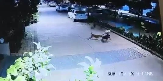 (खैरागढ़/राजनांदगांव) आवारा कुत्तों के हमले में 5 वर्षीय मासूम घायल, सीसीटीवी वीडियो वायरल