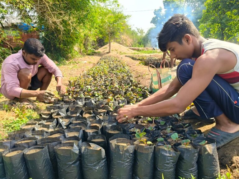 (बीजापुर) तसर खाद्य पौधों की नर्सरी तैयार करने का प्रशिक्षण आयोजित