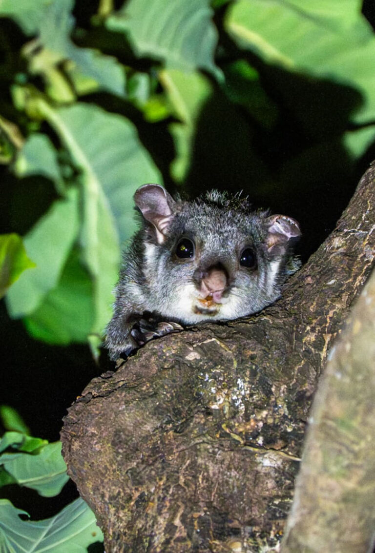 (रायपुर) सफलता की कहानी : उदंती-सीतानदी टाइगर रिजर्व में दिखी दुर्लभ उडऩ गिलहरी, संरक्षण प्रयासों की बड़ी सफलता