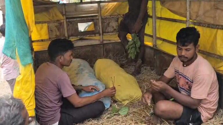 (कोंडागांव)नाले में डूबने से दो चचेरे मासूम भाइयों की मौत, कोटपाड गांव में पसरा मातम