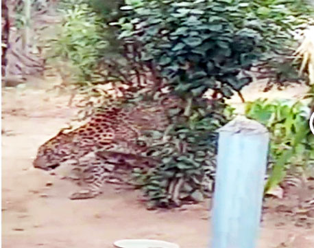 (बलौदा बाजार) रिहायशी इलाके में पहुंचा घायल तेंदुआ, ग्रामीणों में मचा हड़कंप, ट्रेंकुलाइज कर किया गया रेस्क्यू