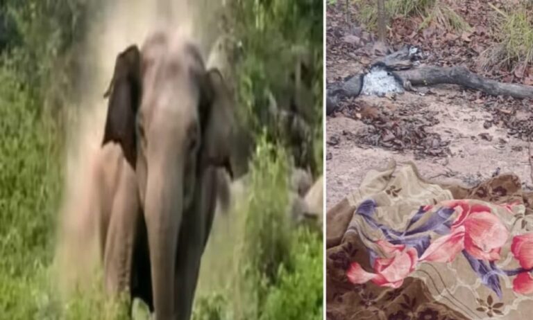 हाथी का आतंक: सड़क निर्माण कार्य में लगे श्रमिकों पर किया हमला, दो की मौत
