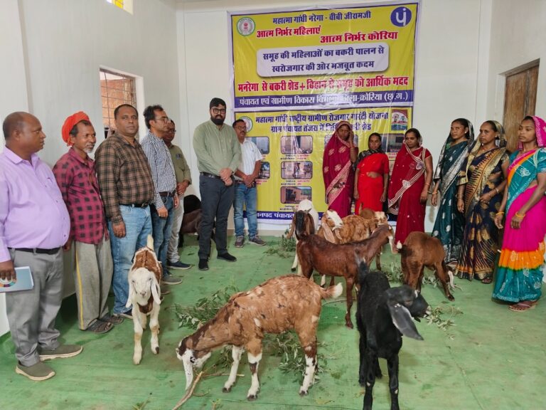 (कोरिय)आत्मनिर्भरता की ओर बढ़ता ग्राम तंजरा, बकरी पालन बना स्वरोजगार का सशक्त माध्यम