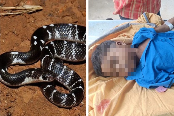 (बलरामपुर) सांप के डसने से दो सगे भाइयों की मौत, घर में सांप को पकड़कर रखा परिजन