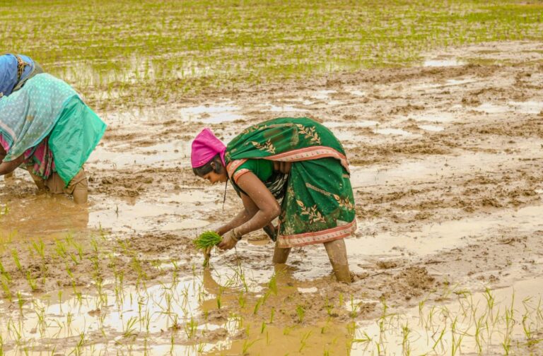 (रायपुर) झमाझम बारिश से दूर हुई किसानों की चिंता
