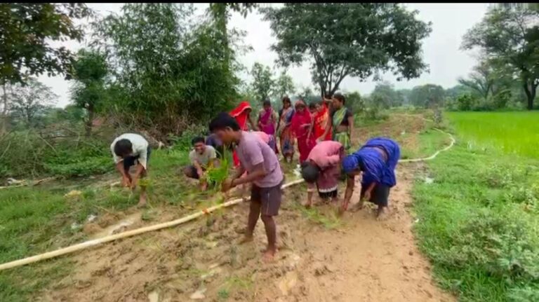 (अंबिकापुर/सरगुजा)जर्जर सड़क पर ग्रामीणों ने लगाई धान की फसल, अनोखे प्रदर्शन से प्रशासन का ध्यान खींचने की कोशिश