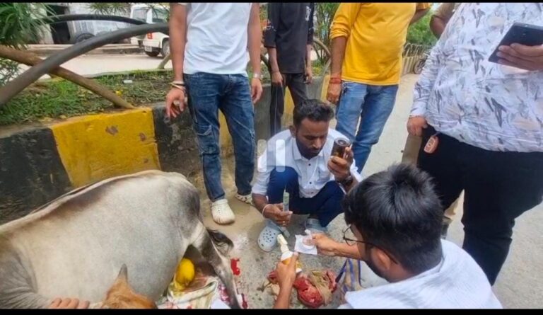 (अंबिकापुर)अंबिकापुर की सड़कों पर बेसहारा मवेशियों का बढ़ा खतरा, हादसों से लोग और पशु दोनों हो रहे घायल