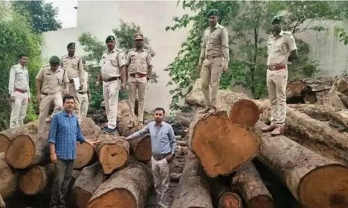 (कोरबा) लकड़ी चोरी मामले का खुलासा: पेड़ों की कटाई के बाद लकड़ी अभनपुर भेजी, अपराध दर्ज, आरा मिल सील
