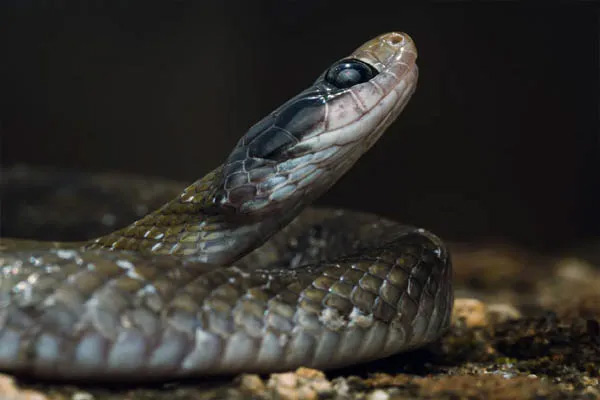 गर्ल्स हॉस्टल में जहरीले सांप का कहर, रात में सोते समय 4 छात्राओं को डसा; 13 साल की मासूम की मौत, 3 गंभीर